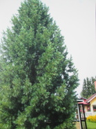 Aarno ja Eva Haverisen tuoma sembramänty on " Haveristen ystävyyden puu" ja kasvanut Saimi ja Leo Haverisen pihassa vuosien aikana korkeutta, tarjoten suojan linnuillekin.