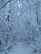 Metsäpolku, talvisessa metsässä.(Kuva:Anupii)