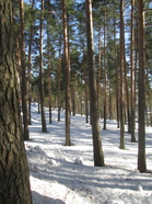 Kevättalvea.