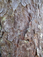 Maisemassa (Kuva:Anu Piironen)