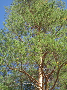 Maisema (Kuva:Anu Piironen)