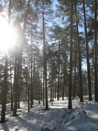 "Aurinko, aurinko lettuja paistaa."