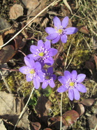 Kevään ensimmäisiä sinivuokkoja.(Kuva: Anu Piironen)