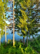 Juhannus terveisin 
Anupii3