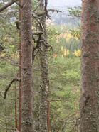 tuulahdus taivaallinen/ hento