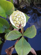 Maisema (Kuva:Anu Piironen)