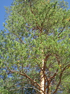 Maisema (Kuva:Anu Piironen)