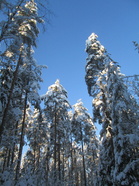 Talvimetsässä 5.2.2021, Kuvaaja Anu Piironen