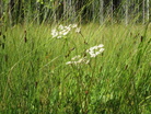 Maisema (Kuva:Anu Piironen)